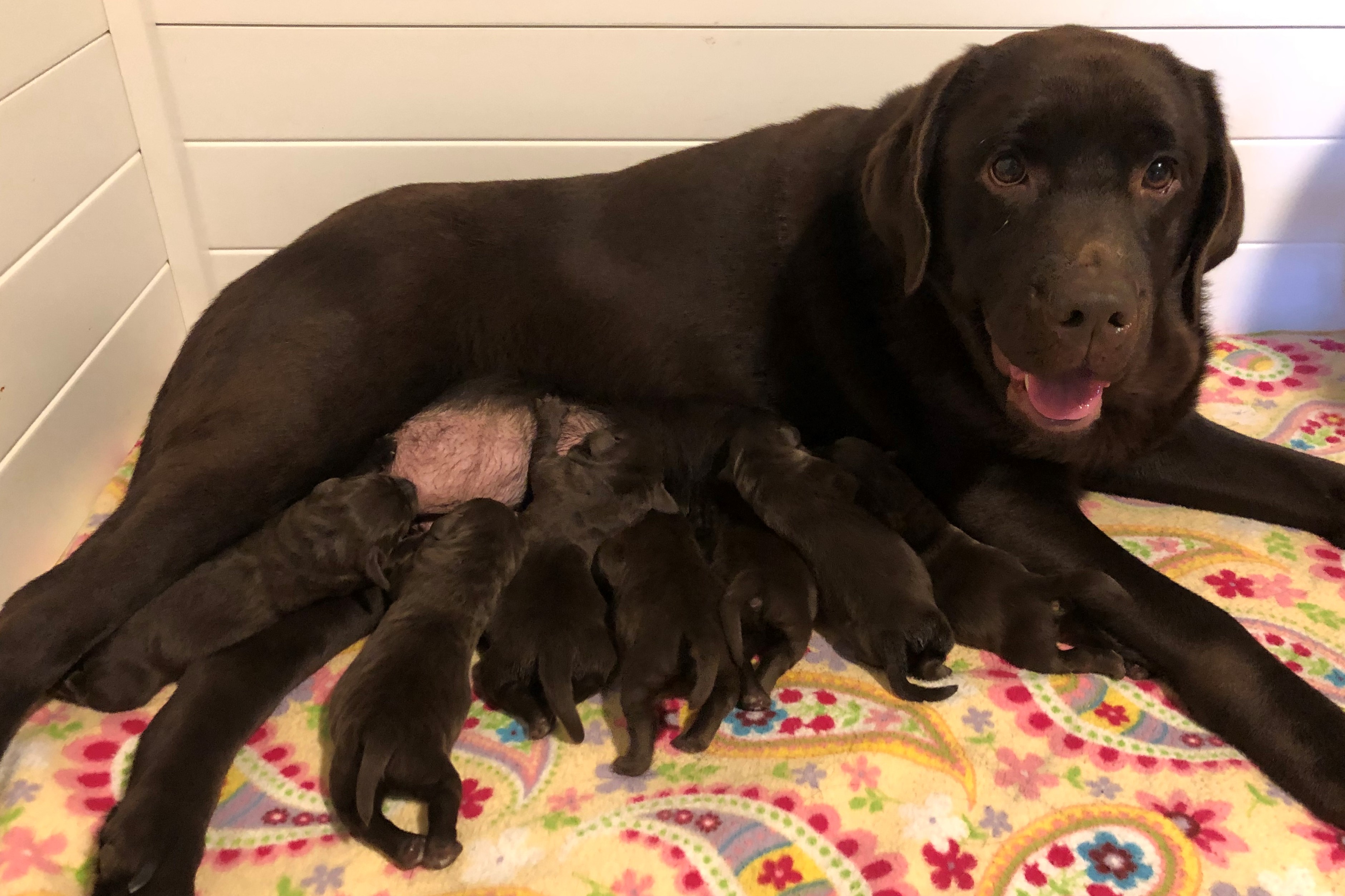 Lizzie With Her First Litter
